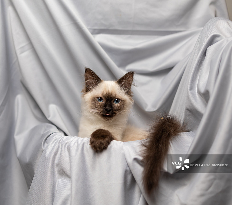 Ragdoll Kitten with pointy ears looking at camera图片素材
