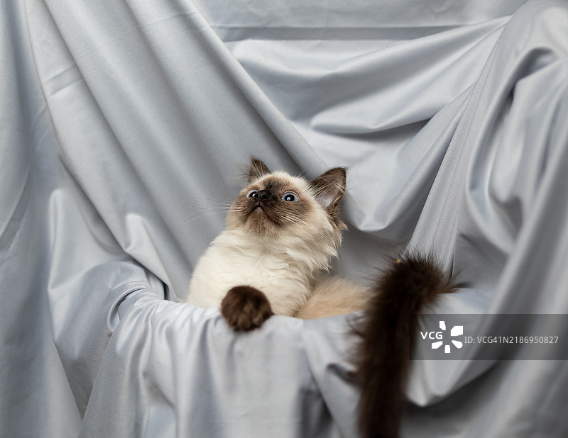 拉格多尔小猫在灰色背景下放松休息图片素材