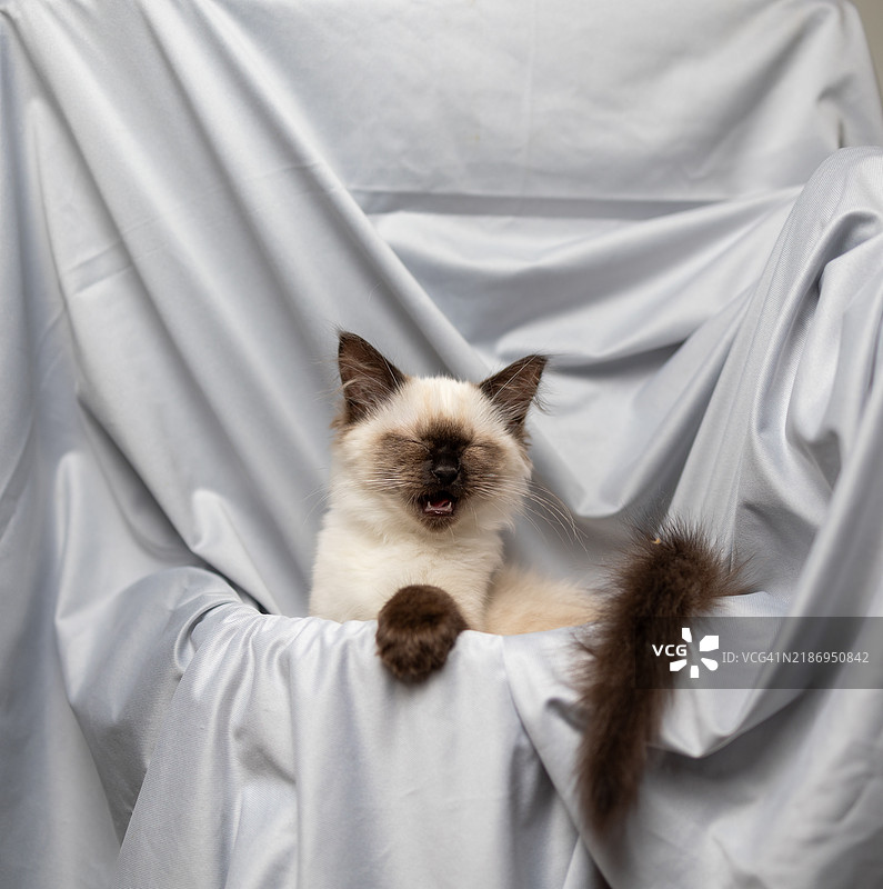 闭眼张嘴的布偶猫小猫，背景为灰色图片素材