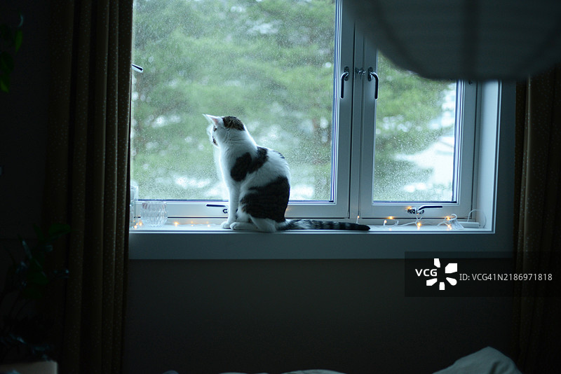 猫坐在窗台上，窗台上装饰着小圣诞灯。图片素材