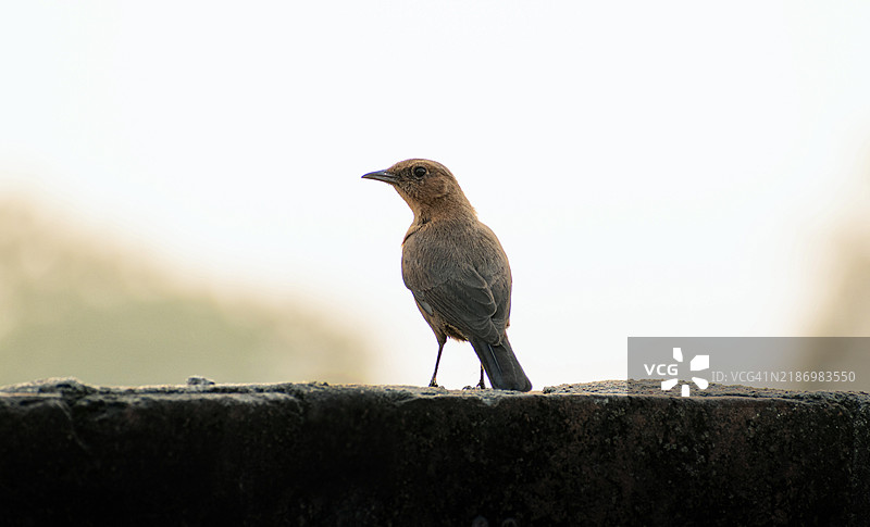 棕色岩鹨栖息在挡土墙上，阿约提亚，北方邦，印度图片素材