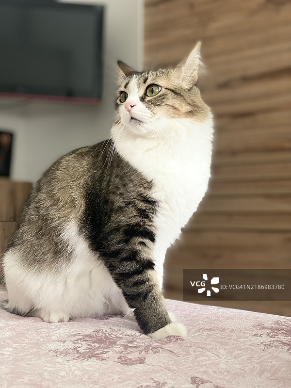 在家中坐着的猫特写，班加西，利比亚图片素材