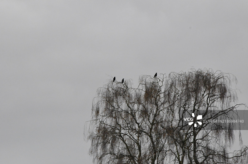 低角度视图，鸟儿栖息在光秃的树上，背景是天空，荷兰，海尔德兰图片素材