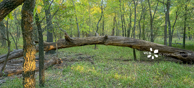 美国俄克拉荷马州塔尔萨的森林中的树木图片素材