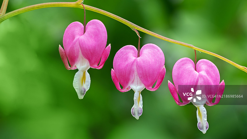 粉色开花植物的特写，马萨诸塞州牛顿，美国图片素材