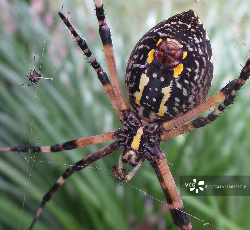 特写的蜘蛛，佛罗里达州，美国图片素材