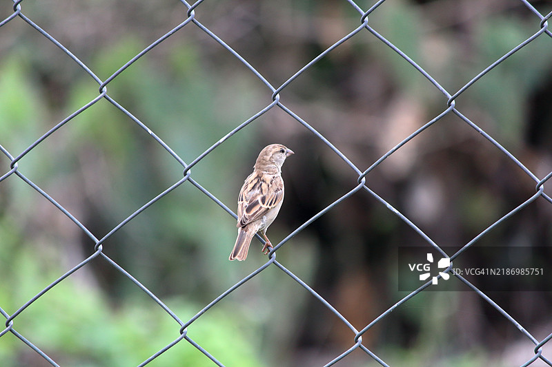鸟栖息在链条围栏上的特写镜头图片素材