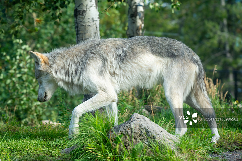 侧面视角的狼在美国蒙大拿州加拉廷县黄石公园行走图片素材