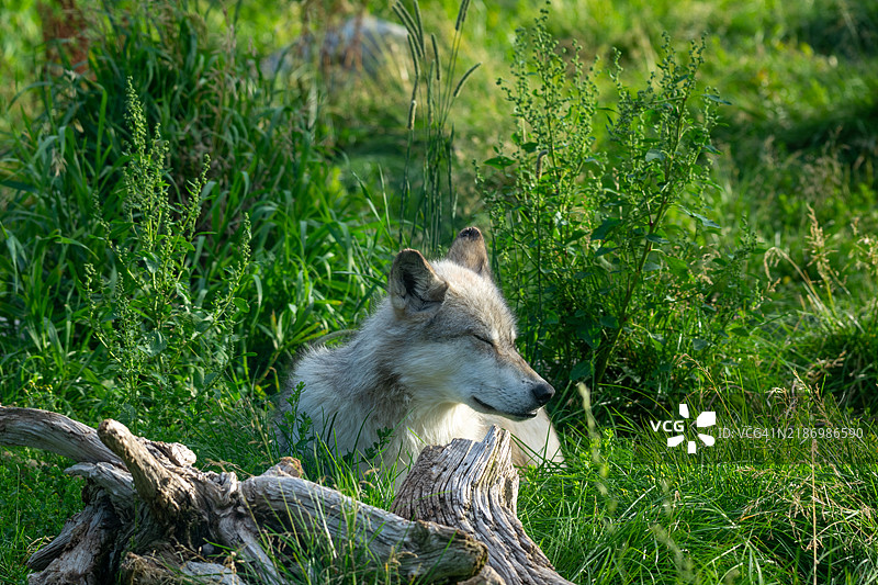 高角度视图的狐狸在草地上，黄石公园的狼，蒙大拿州，加拉廷县，美国图片素材