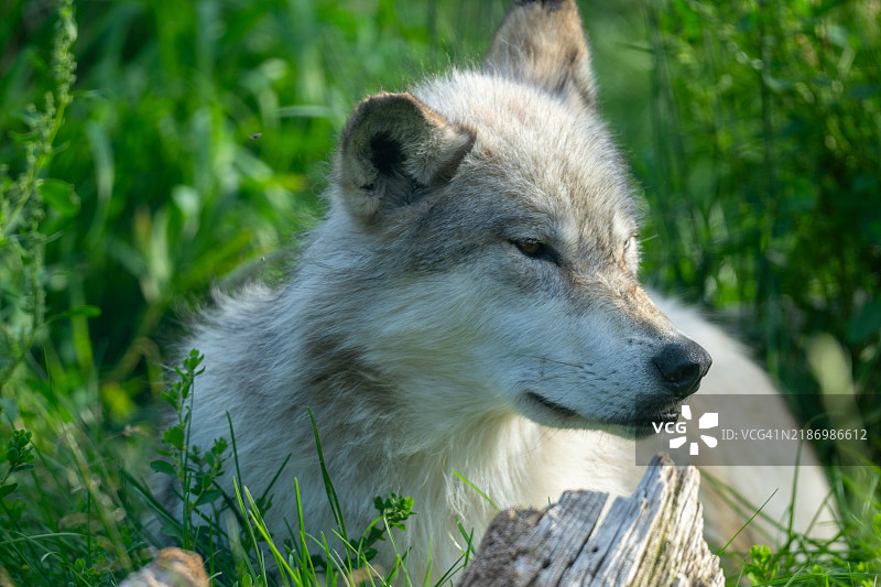 黄石公园草地上的狗特写，位于美国蒙大拿州加拉廷县图片素材