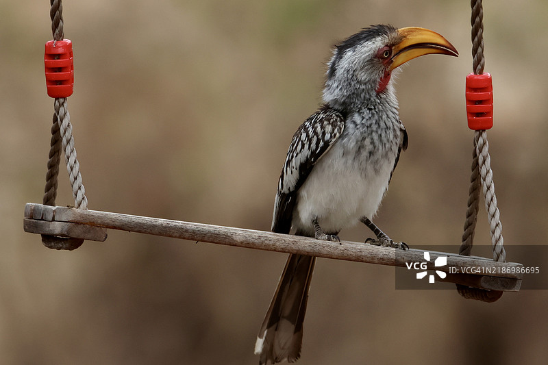 近距离拍摄停在绳子上的犀鸟，南非林波波省霍兹普鲁特图片素材