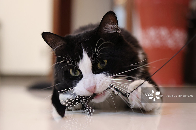 黑猫的特写肖像，广州，广东，中国图片素材