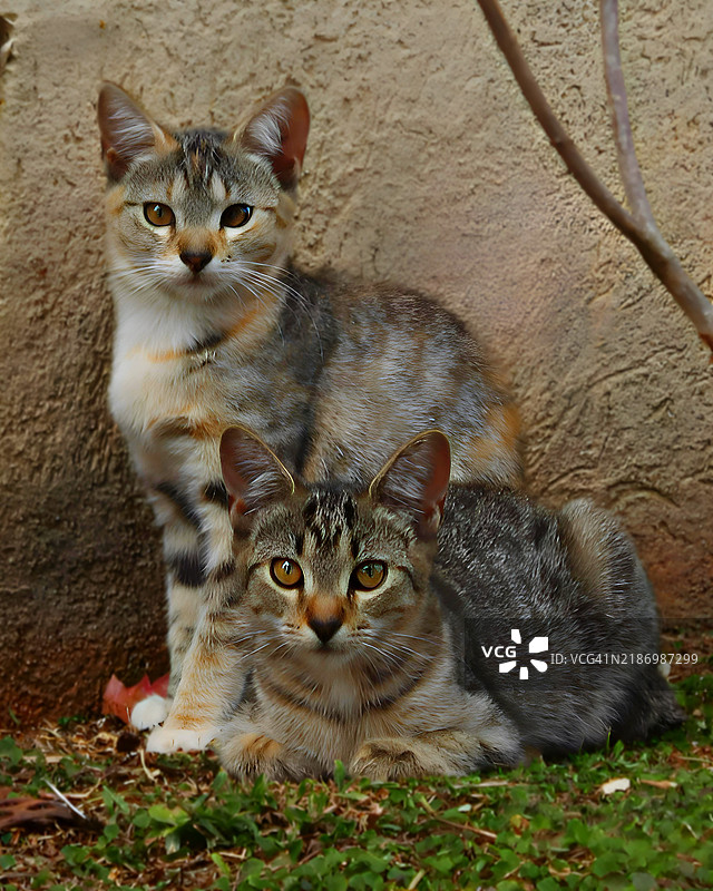 坐在草地上的猫的肖像，乔治亚州图片素材