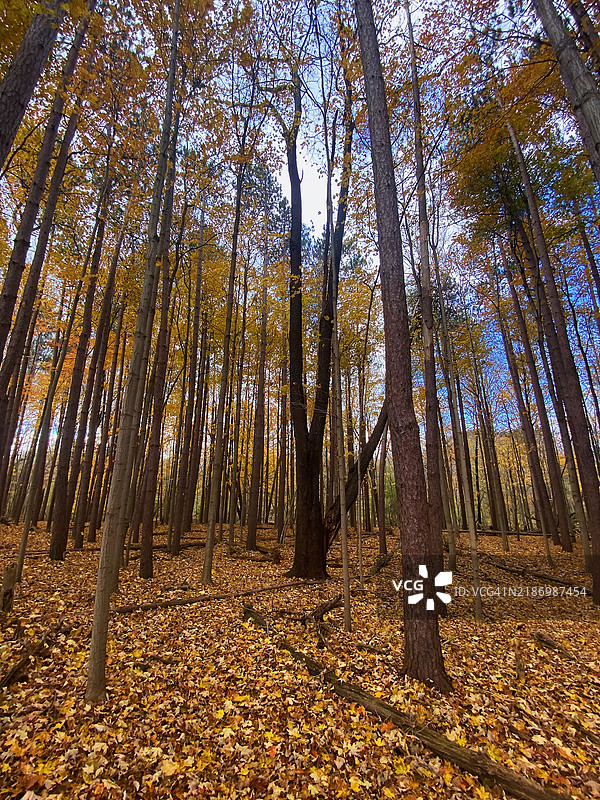 秋天的森林中的树木，加拿大安大略省中央埃尔金图片素材