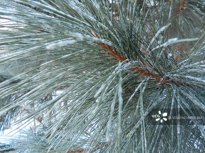 威斯康星州，美国，树木的全景拍摄图片素材