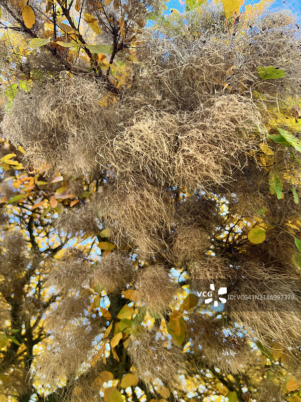 低角度视图的树木与天空相对照图片素材