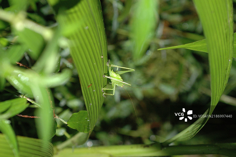 叶子上的蚂蚱特写图片素材