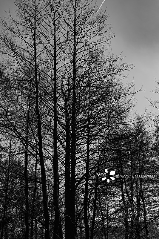 低角度视图的光秃树木与天空相对图片素材