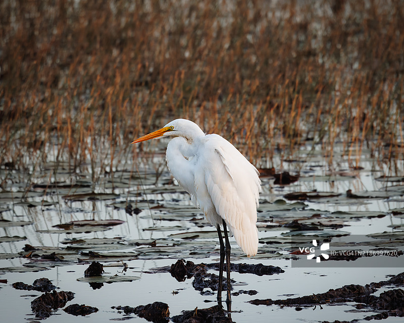 一只白鹭站在佛罗里达州美国的一个池塘里，周围是棕色的草。图片素材