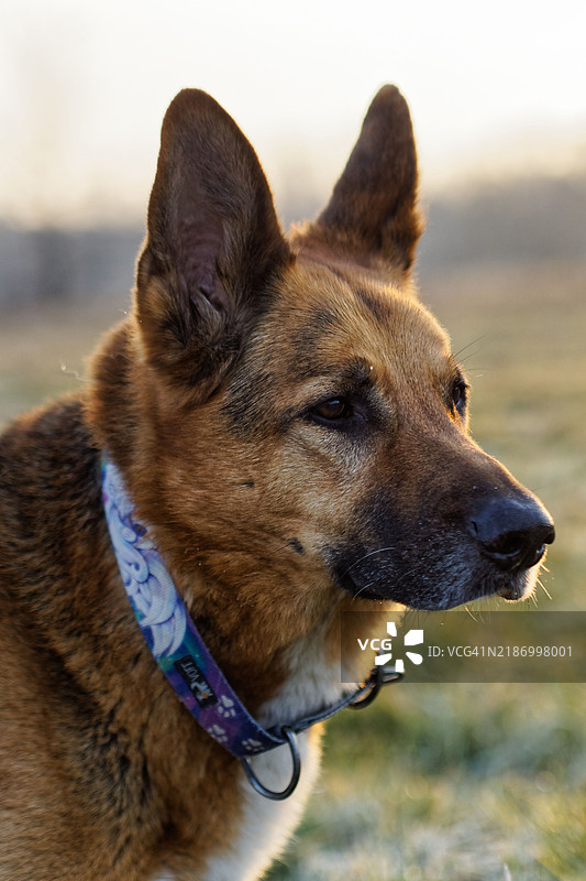 纯种狗的特写镜头图片素材