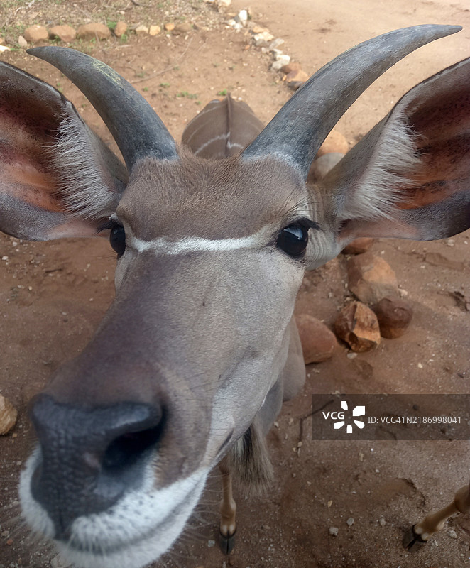 南非姆普马朗加州马尔洛斯公园的牛特写肖像图片素材