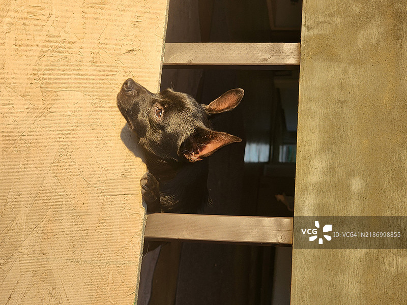 狗的特写，俄勒冈州，莱恩县，美国图片素材