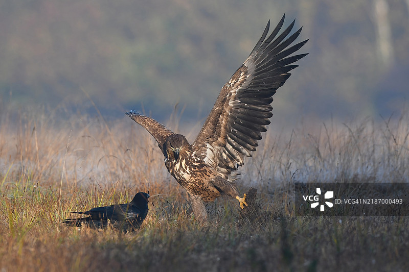 鸟儿栖息在田野上的特写镜头图片素材