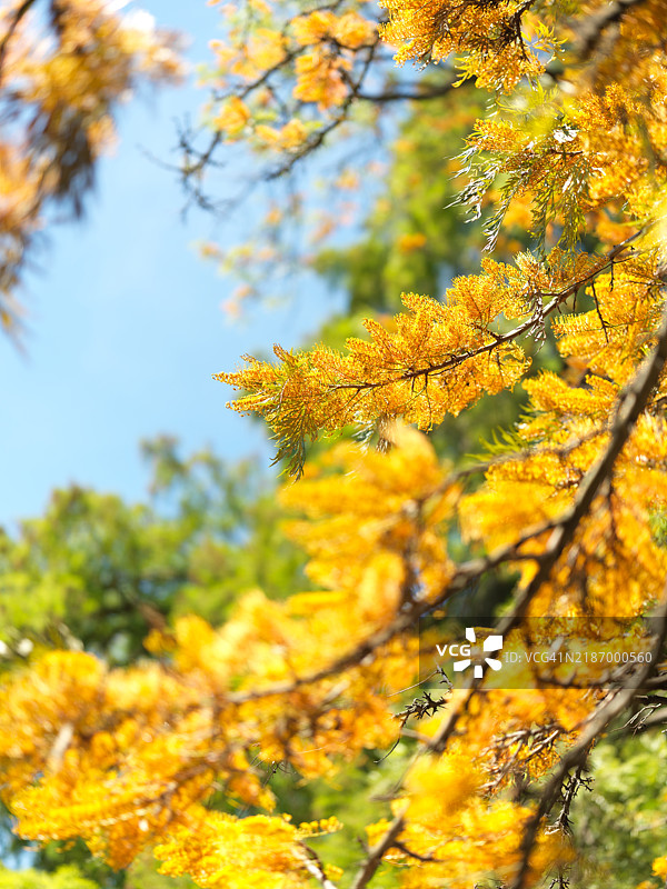 维多利亚州的黄枫树叶特写图片素材
