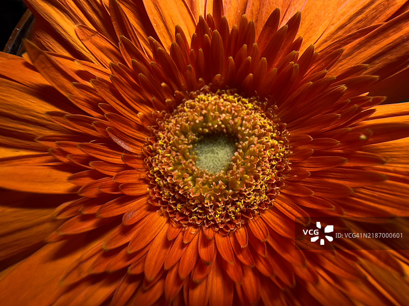 橙色花朵的特写，吉尔福德，康涅狄格州，美国图片素材