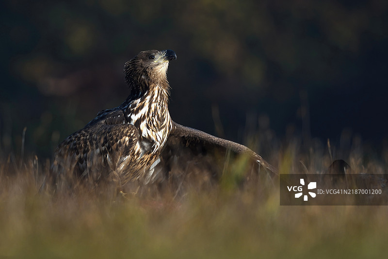 野外栖息的松鸡特写镜头图片素材