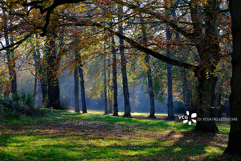 秋天森林中的树木图片素材