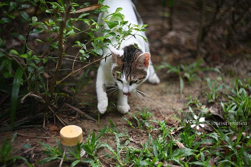 植物上的猫特写图片素材