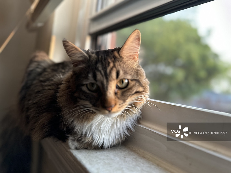 猫的特写肖像，纽约州波基普西，美国图片素材