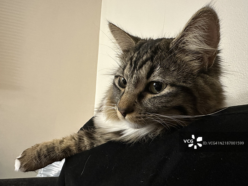 家中坐着的猫特写，纽约州波基普西，美国图片素材