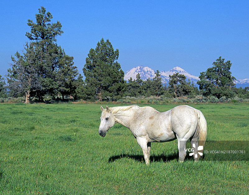 老灰马图片素材