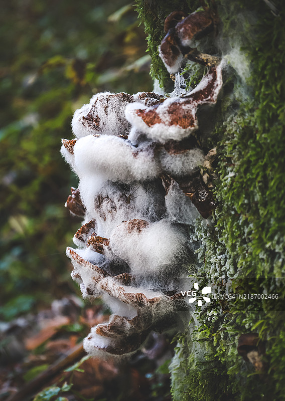树干上生长的真菌和苔藓特写图片素材