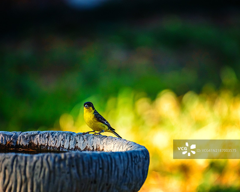 黄鹂鸟栖息在木头上的特写，德克萨斯州圣安东尼奥，美国图片素材