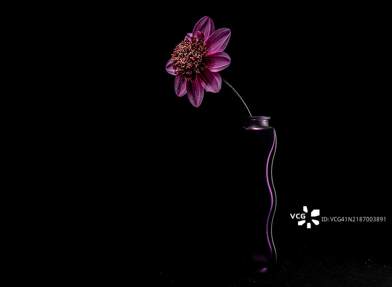 黑色背景下的粉色花朵特写，罗切斯特，英国图片素材