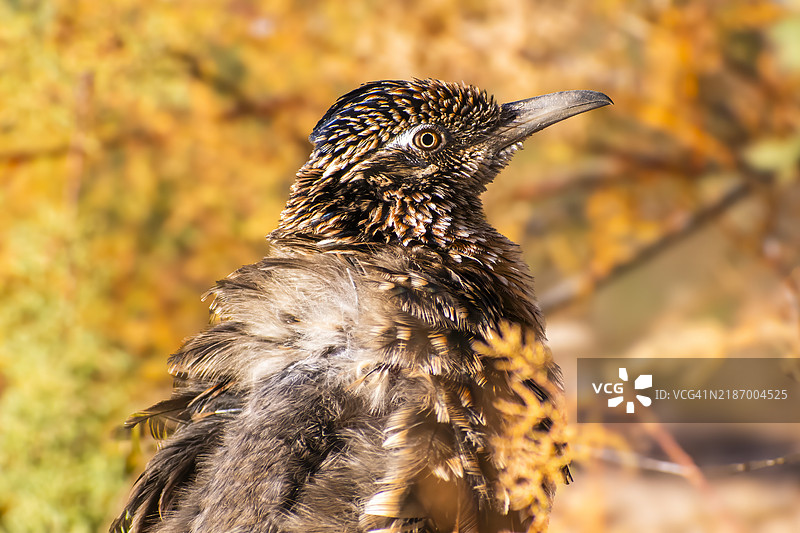 亚利桑那州的啄木鸟特写图片素材