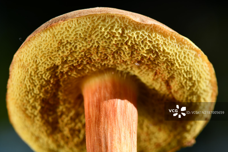 蘑菇特写图片素材