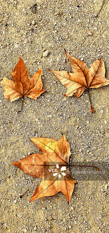 秋天的落叶图片素材