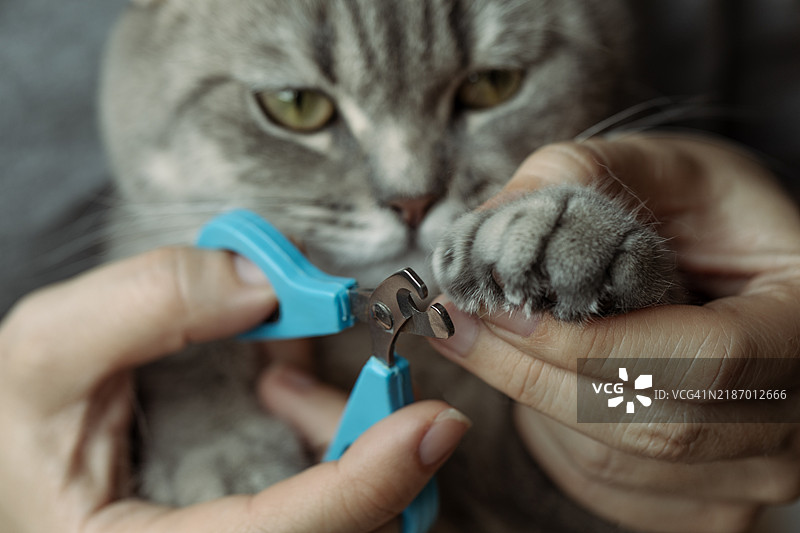 猫咪指甲护理图片素材