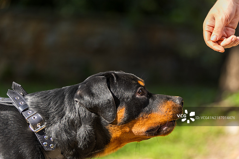 注视中的忠诚 罗威纳犬在专注中图片素材