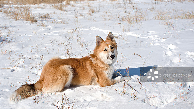 坐在雪地上的柴犬肖像图片素材