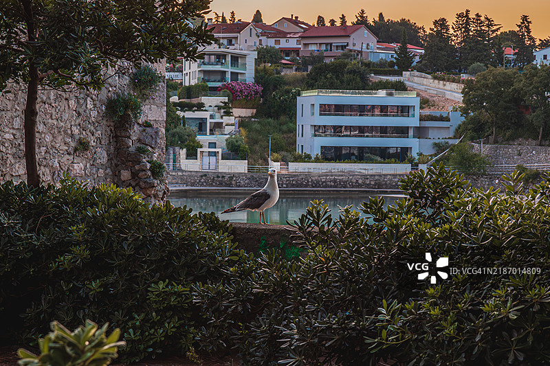 克尔克，克罗地亚 280624 一只海鸥站在墙上，朝着镜头看。图片素材