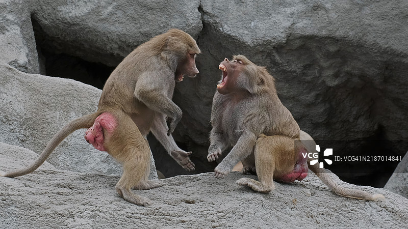 两只狒狒在打斗图片素材