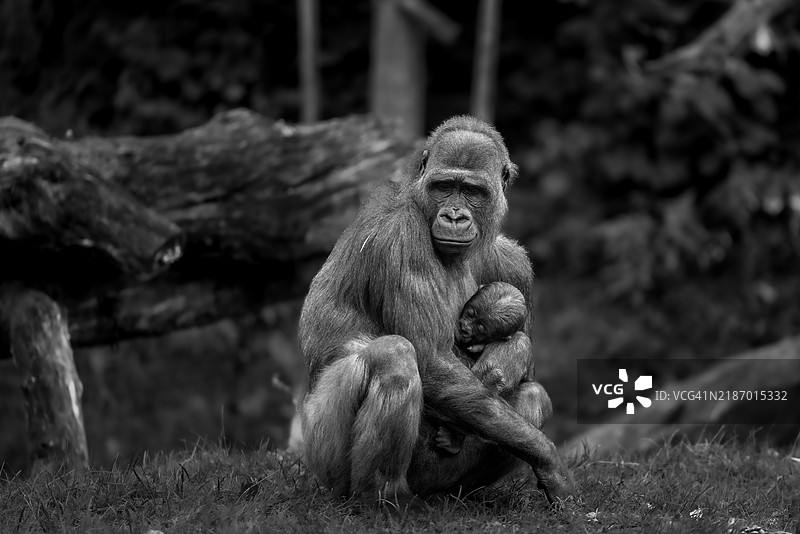 猴子坐在田野上的肖像图片素材