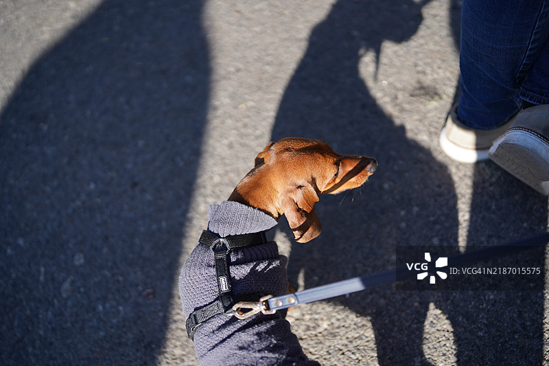 高角度视图的腊肠犬站在人行道上图片素材