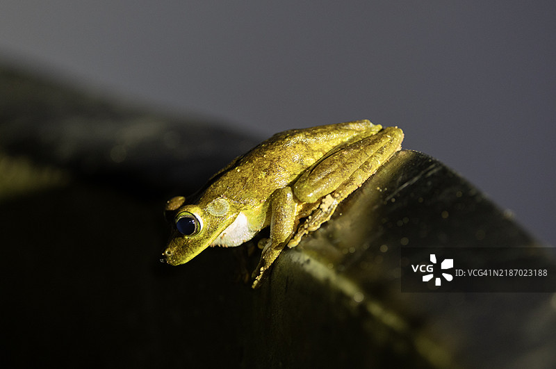 翡翠眼树蛙。图片素材