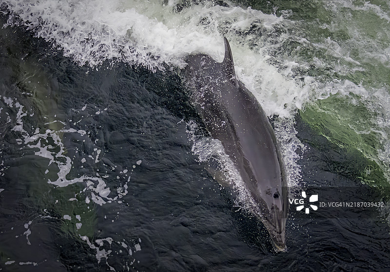 瓶鼻海豚在新西兰的怀疑声中跳跃图片素材